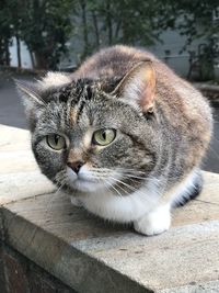 Close-up of cat on retaining wall