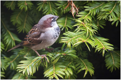 Close-up of bird perching on plant