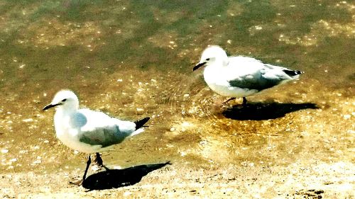 High angle view of seagulls perching on land