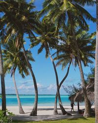 Palm trees on beach