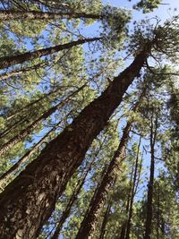 Low angle view of trees in forest against sky