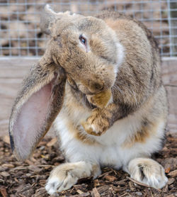 Close-up of rabbit