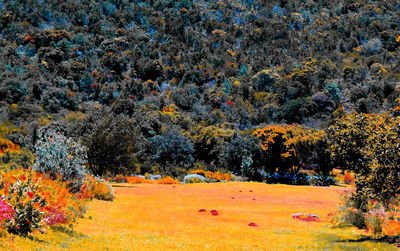 Trees on field during autumn