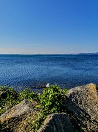 Scenic view of sea against clear blue sky