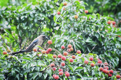 Bird perching on tree