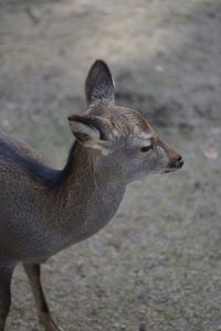 Close-up of deer on field