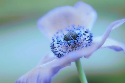 Close-up of purple flower