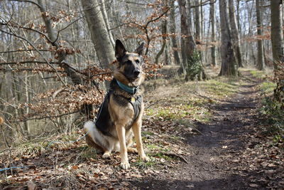 View of dog in forest