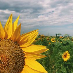 Close-up of sunflower against sky