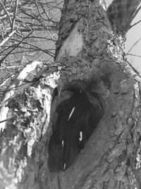 Close-up of lizard on tree trunk