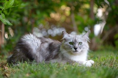 Portrait of cat relaxing on grass