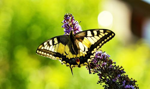 Close-up of butterfly pollinating on purple flower