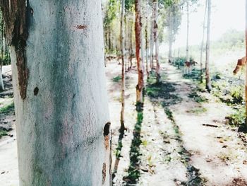 Close-up of tree trunk