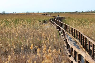 Boardwalk amidst grassy field against sky