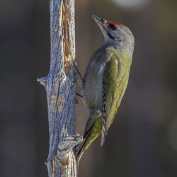 Bird perching on a branch