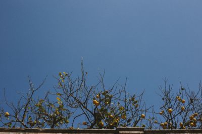 Low angle view of plants against clear blue sky