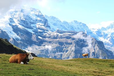 View of horse grazing on field