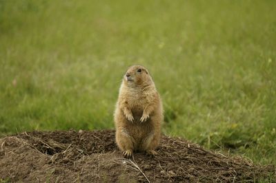 Marmot sitting on field