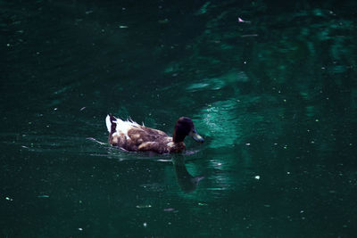 Dog swimming in lake