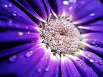 Close-up of purple flower blooming outdoors