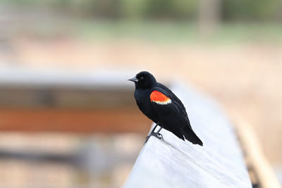 Closeup of a red winged blackbird on a boardwalk rail