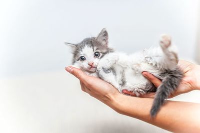 Close-up of hand holding kitten against white background