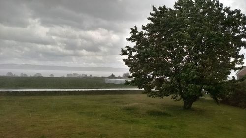 Trees on field against sky