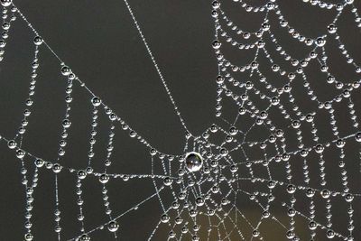 Close-up of spider web