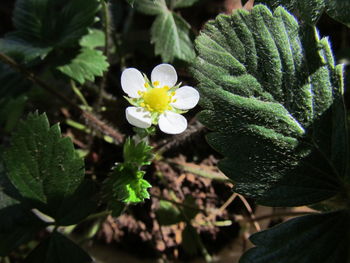 Close-up of flowers blooming outdoors