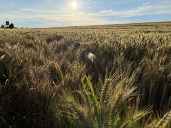 Scenic view of wheat field against sky