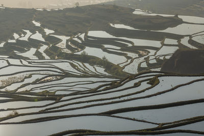 Full frame shot of plants growing in water