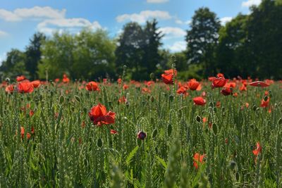 Red poppy flowers blooming in field