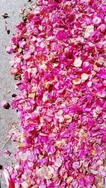 Close-up of pink flowers