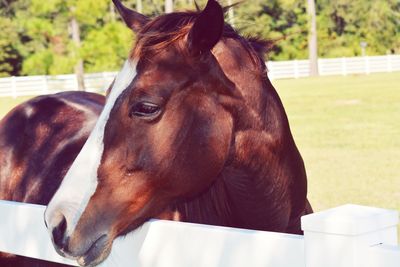 Close-up of horse