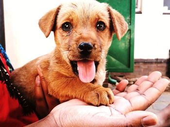 Close-up portrait of puppy on hand