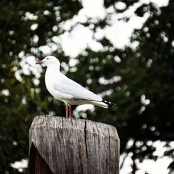 Close-up of bird perching on wood