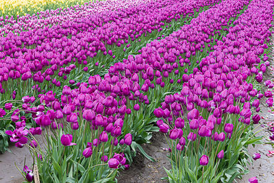 Pink tulip flowers in field