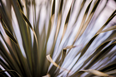 Close-up of plant