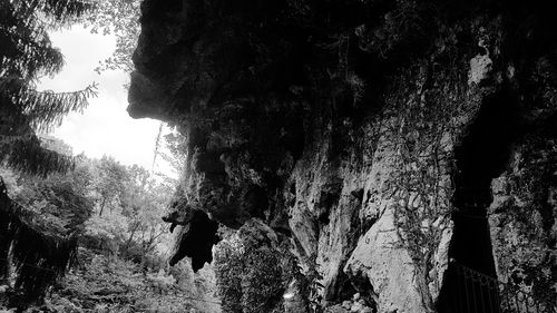 Panoramic view of rock formation and trees in forest