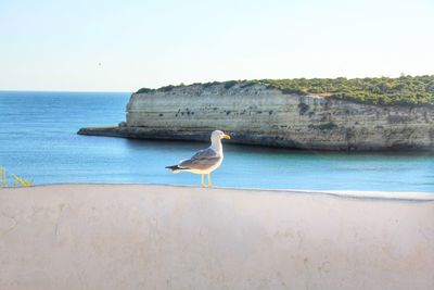 Seagull perching on a beach