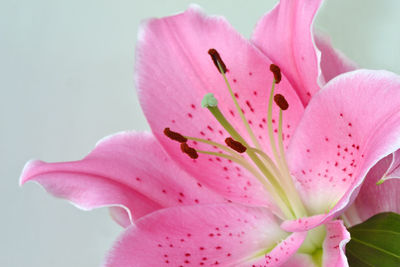 Close-up of fresh pink flower