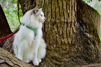 One fluffy ragdoll cat on his walk