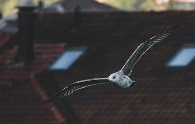 Close-up of bird flying