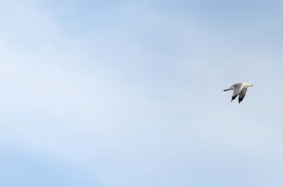 Low angle view of seagull flying in sky