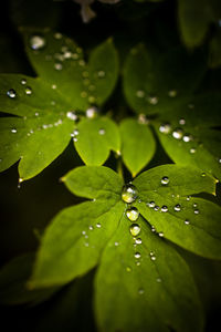 Close-up of water drops on leaf