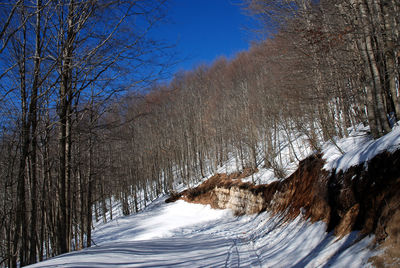 Snow covered road amidst trees against sky