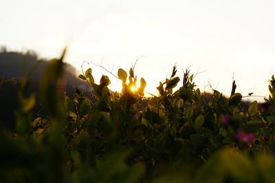 Close-up of plants