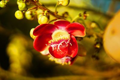 Close-up of red flower
