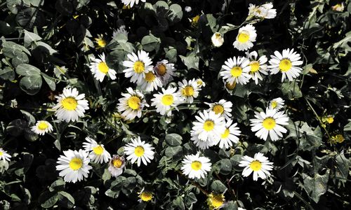 High angle view of flowers blooming on field