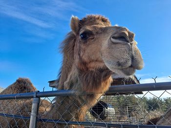 Low angle view of camel against sky